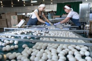 фабрика по производству яиц