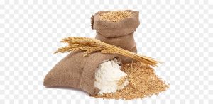 зерна пшеницы